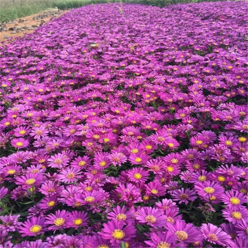 荷兰菊种子荷兰菊新种子耐寒包邮提供种植技术资料花坛盆栽花